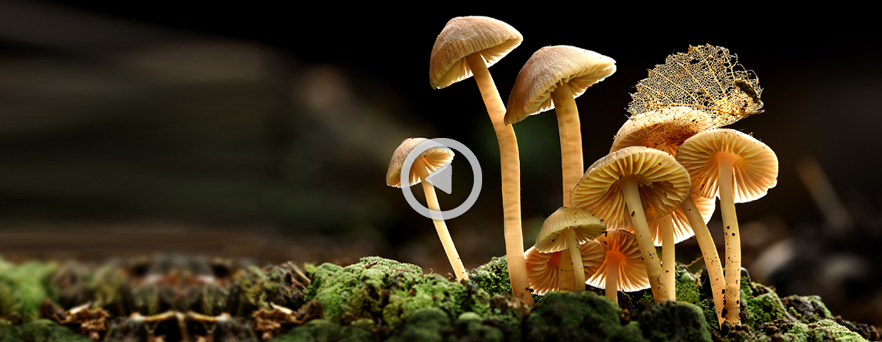 LIFE NATURAVIVA: Biodiversity – Art of Life
