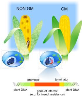 Comparison of GM insect resistant and non-GM maize. The recombinant DNA sequence present in GM maize, target for the DNA-based detection of GM, is enlarged (Illustrated by: dr. Zdravko Podlesek) Comparison of GM insect resistant and non-GM maize