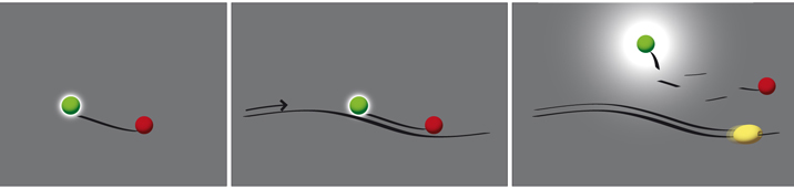 real-time PCR principle for TaqMan chemistry