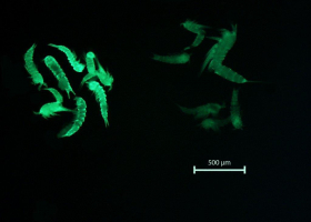  Representative sample of CTG-labelled harpacticoid copepods. Left: strongly fluorescing (living) specimens, right: weakly stained (dead) individuals (photo: M. Grego)