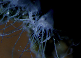 Polyps of the jellyfish Aurelia aurita (photo: V. Turk)