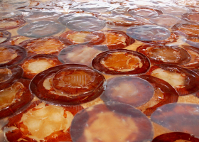  Processing jellyfish for food (photo: T. Kogovšek)