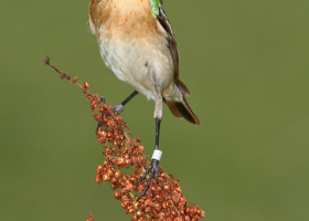 Whinchat (Saxicola rubetra). (Photo: Davorin Tome) 