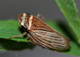  Leafhopper of the genus Aphrodes (photo: A. Kuhelj)