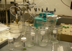 Aeration – a procedure for sampling insect volatiles (photo: A.Žunič Kosi)  Aeration – a procedure for sampling insect volatiles (photo: A.Žunič Kosi)