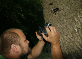 Monitoring of beetles of European conservation concern; the Stag Beetle (Lucanus cervus). (Photo: Dejan Bordjan)  Monitoring of beetles of European conservation concern; the Stag Beetle (Lucanus cervus). (Photo: Dejan Bordjan)