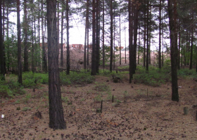 Study site with polluted forest floor with heavy metals in the vicinity of the smelter in Harjavalta in Western Finland. (Photo: Al Vrezec)  Study site with polluted forest floor with heavy metals in the vicinity of the smelter in Harjavalta in Western Finland. (Photo: Al Vrezec)