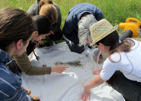  Sorting of collected insects in the field (photo: D. Bevk)