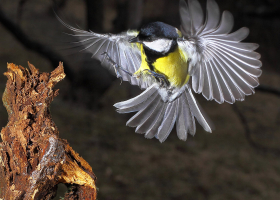 Great tit (Parus major). (Photo: Davorin Tome)  Great tit (Parus major). (Photo: Davorin Tome)