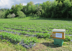 					 Honeybee colony in a strawberry field. (photo: D. Bevk)