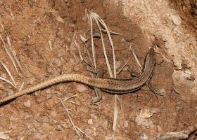 Measurements of respiration and enzime activity were conducted for the first time also on reptiles in 2013; on the photo is Common Wall Lizard (Podarcis muralis).  (Photo: Dejan Bordjan)  Measurements of respiration and enzime activity were conducted for the first time also on reptiles in 2013; on the photo is Common Wall Lizard (Podarcis muralis).  (Photo: Dejan Bordjan)