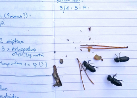 Fieldnotes on checking the catch in pheromone traps (photo: M. Zorović)  Fieldnotes on checking the catch in pheromone traps (photo: M. Zorović)