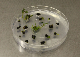  Growth of the transformed Arabidopsis shoots. (Photo: FITO)