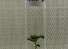  Genetically modified potato in a tissue culture. (Photo: FITO)