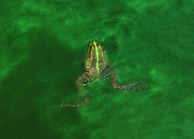  Frog in cyanobacterial bloom. (photo: Dr. Tina Eleršek)