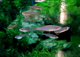 Zebrafish (Danio rerio). (photo: dr. Miloš Vittori)  Zebrafish (Danio rerio). (photo: dr. Miloš Vittori)
