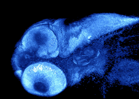 Head of a zebrafish embryo (photo: dr. Miloš Vittori)  Head of a zebrafish embryo (photo: dr. Miloš Vittori)