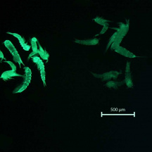 Harpaktikoidni raki označeni z CellTracker Green in opazovani pod lupo s florescence. Levo: harpaktikoidni raki, ki florescirajo in so bili v času vzorčevanja živi, desno: bledo obarvani harpaktikoidni raki, ki so bili v času vzorčevanja mrtvi