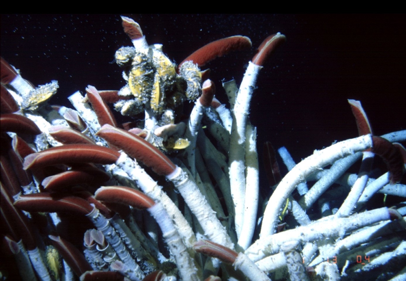 Giant tubeworm Riftia pachyptila at 13oN East Pacific Rise, 1992. Analogue picture taken out of the window of HOV Alvin, WHOI © Monika Bright