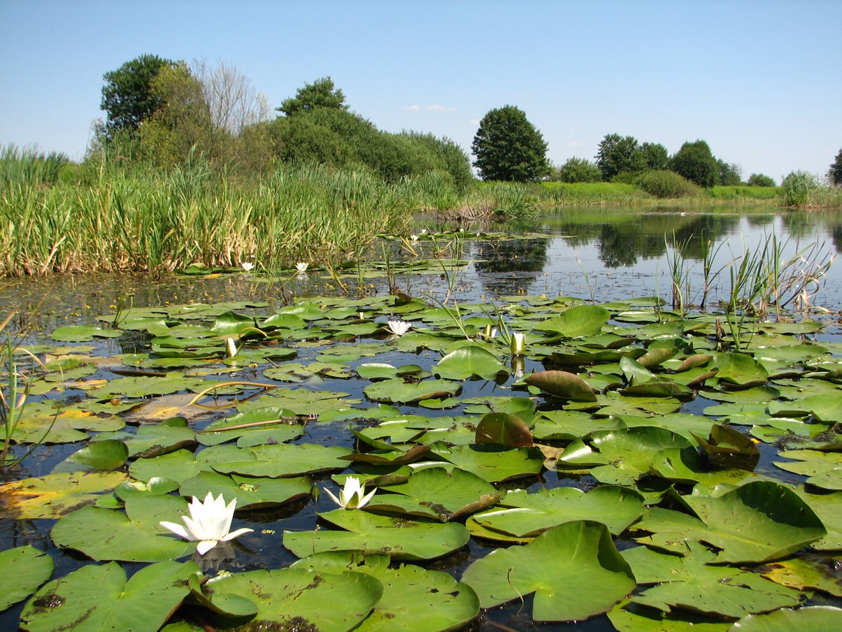 4-year PhD position: The use of eDNA to study amphibian phenology in hybrid zones
