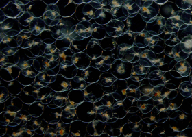  Sea sparkle / Noctiluca scintillans (photo: T. Kogovšek)