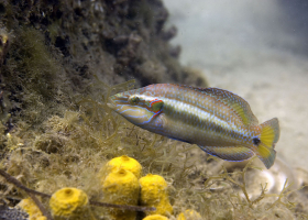   Among coastal fish wrasses are known to build nests that are similar to the nests of birds. The most ornate nests are certainly those prepared by the ocellated wrasse (Symphodus ocellatus) (photo: T. Makovec)