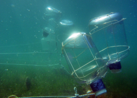  Jellyfish degradation experiment carried out within the PERSEUS project (photo: T. Makovec)
