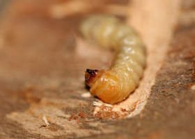  Larva of the Asian loghorn beetle (Anoplophora glabripennis). (photo: J. Polajnar)