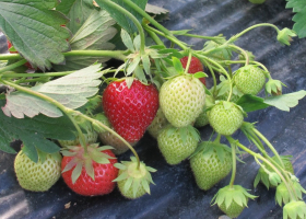  Healthy strawberries (BICOPOLL project). (photo: D. Bevk)