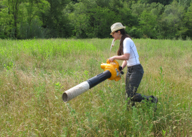  Field sampling of insects using a suction sampler (photo: D. Bevk)