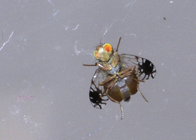  Marigold fruit fly Trupanea vicina (photo: A. Žunič Kosi)