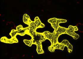  Potato cell as seen with the confocal microscope. (Photo: David Dobnik)