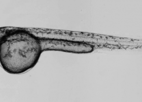  Glioblastoma cells expressing fluorescent protein DsRed, in the brain of the zebrafish embrio (Danio rerio). (photo: Dr. Miloš Vittori)