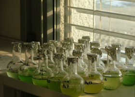  Growing of cyanobacteria in laboratory. (photo: Dr.Tina Eleršek)