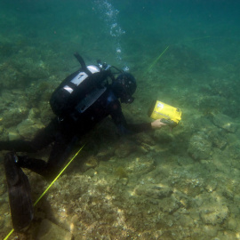 Diver filming habitat types along the transect.
