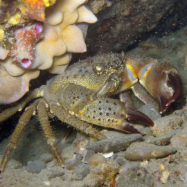 Warthy or Yellow crab (Eriphia verrucosa).