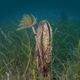 Fan mussel (Pinna nobilis) and Spiral tube worm (Spirographis spallanzani).