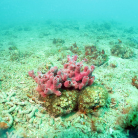 Biogenic formation of Mediterranean stony coral (Cladocora caespitosa) in front of Cape Ronek.