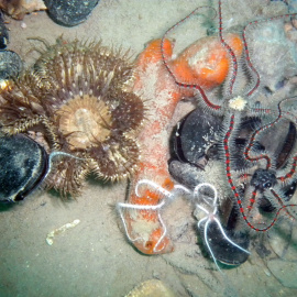 Epibenthic community in the biocoenosis of the coastal detritic bottom.