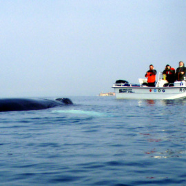 Observation of the Humpack whale (Megaptera novaeangliae) in the Piran bay. (2)