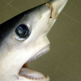 Blue shark (Prionace glauca).