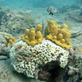 Bleaching and necrosis of Mediterranean stony coral (Cladocora caespitosa).
