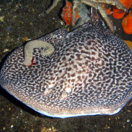 Marbled electric ray (Torpedo marmorata).