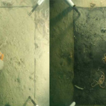 Experiment with anoxia generating chamber placed in situ at 24m depth, left: sediment and macroepifauna at the beginning of the experiment, right: sediment, macroepifauna and macroinfauna after 7 days of chamber closure in anoxic environment
