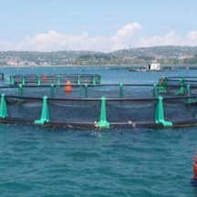 Local fish farm - fish farming impact on bottom meiofauna