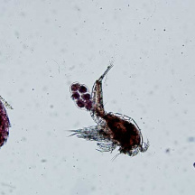 Variety of copepod species. Note the egg sac on female copepod in the middle