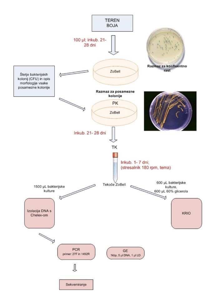 Shema izolacije in identifikacije posamezne bakterijske kolonije